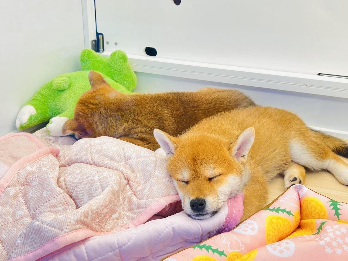 七夕産まれの織姫ちゃん💕✨柴犬の女の子🐕 柴犬