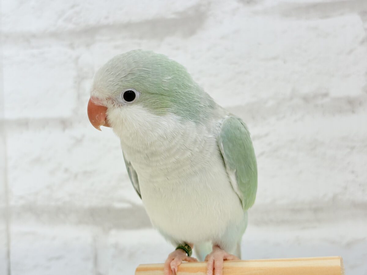 オキナインコ