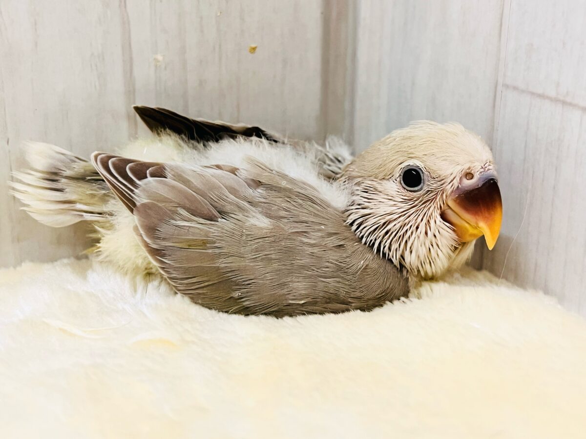 コザクラインコ（小桜インコ）