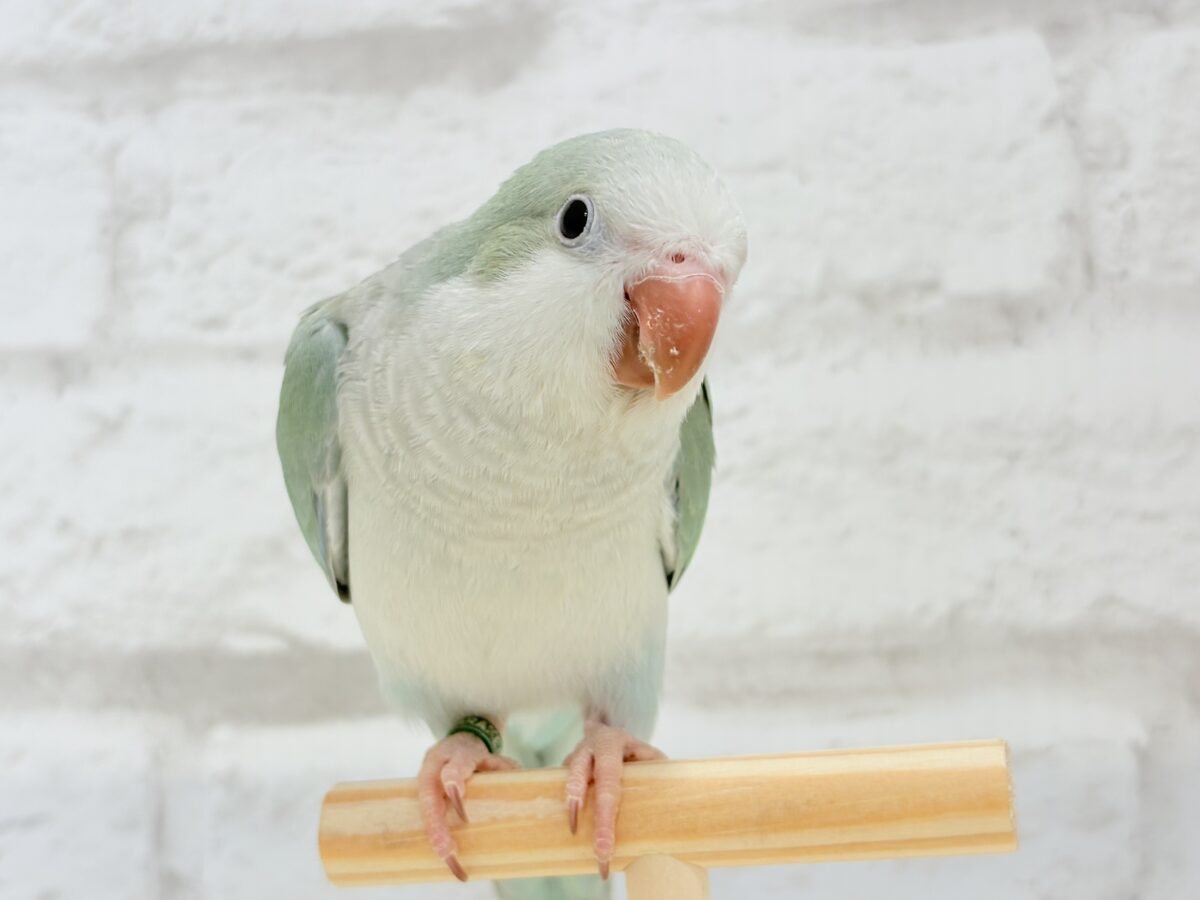 オキナインコ