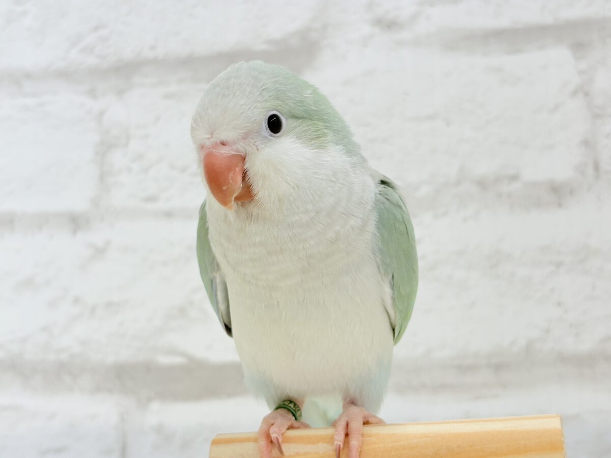 【最新画像更新🪄もうすぐひとり餌☆】来ったぞ♪来たぞ♬*°青リンゴ🐣🍏🫧オキナインコ(アクアブルーパリド) ヒナ オキナインコ