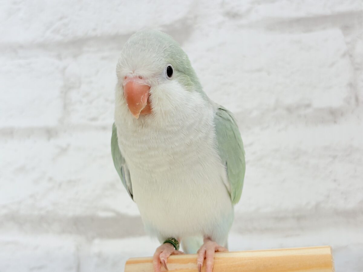 オキナインコ