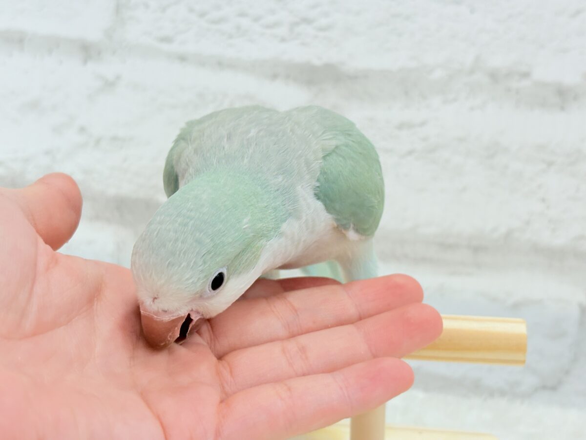 オキナインコ