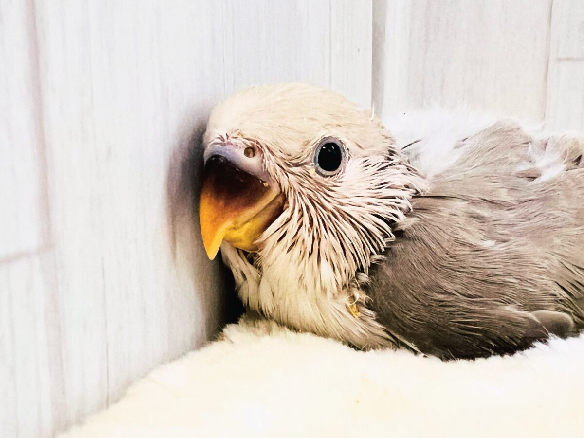 コザクラインコ（小桜インコ）