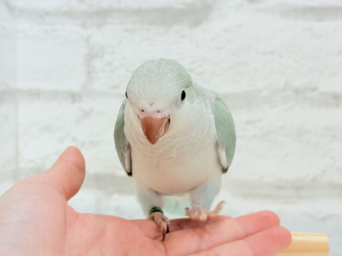 オキナインコ