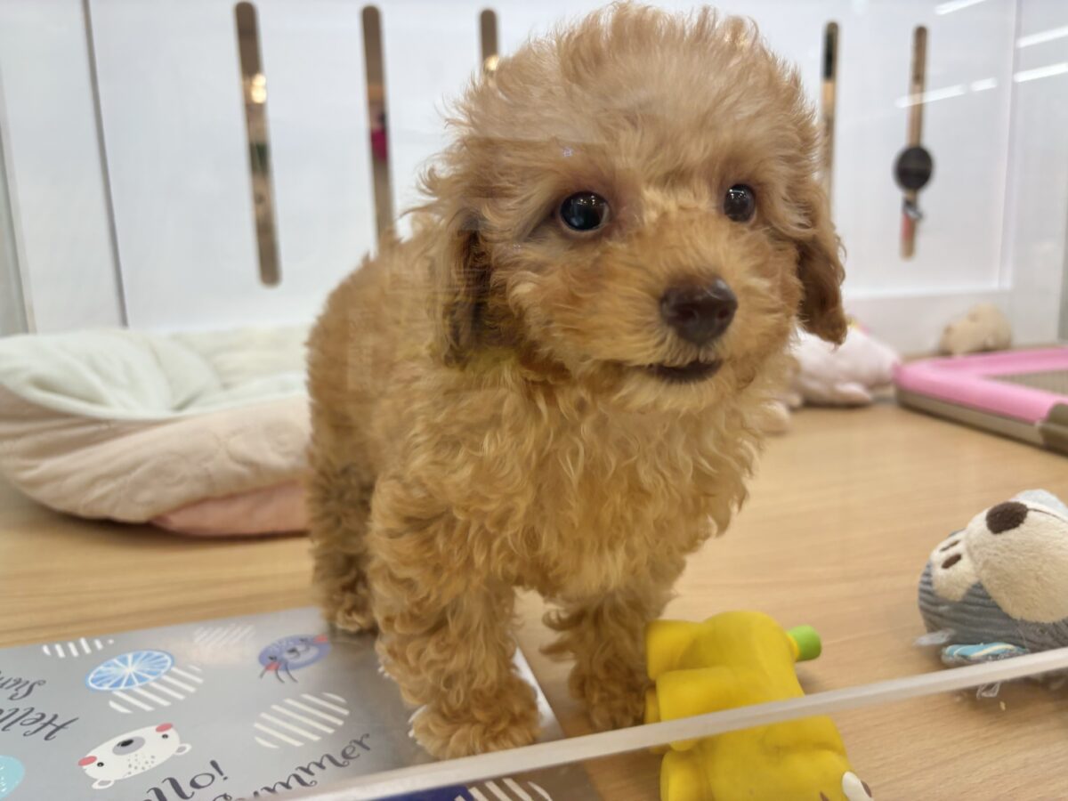 超ホヤホヤ最新画像✨私の愛の叫びを受け止めて〜♥トイプードルちゃん! トイプードル