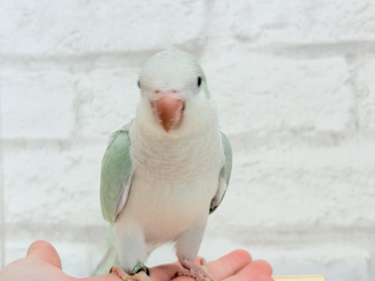 【最新画像更新🪄もうすぐひとり餌☆】来ったぞ♪来たぞ♬*°青リンゴ🐣🍏🫧オキナインコ(アクアブルーパリド) ヒナ オキナインコ