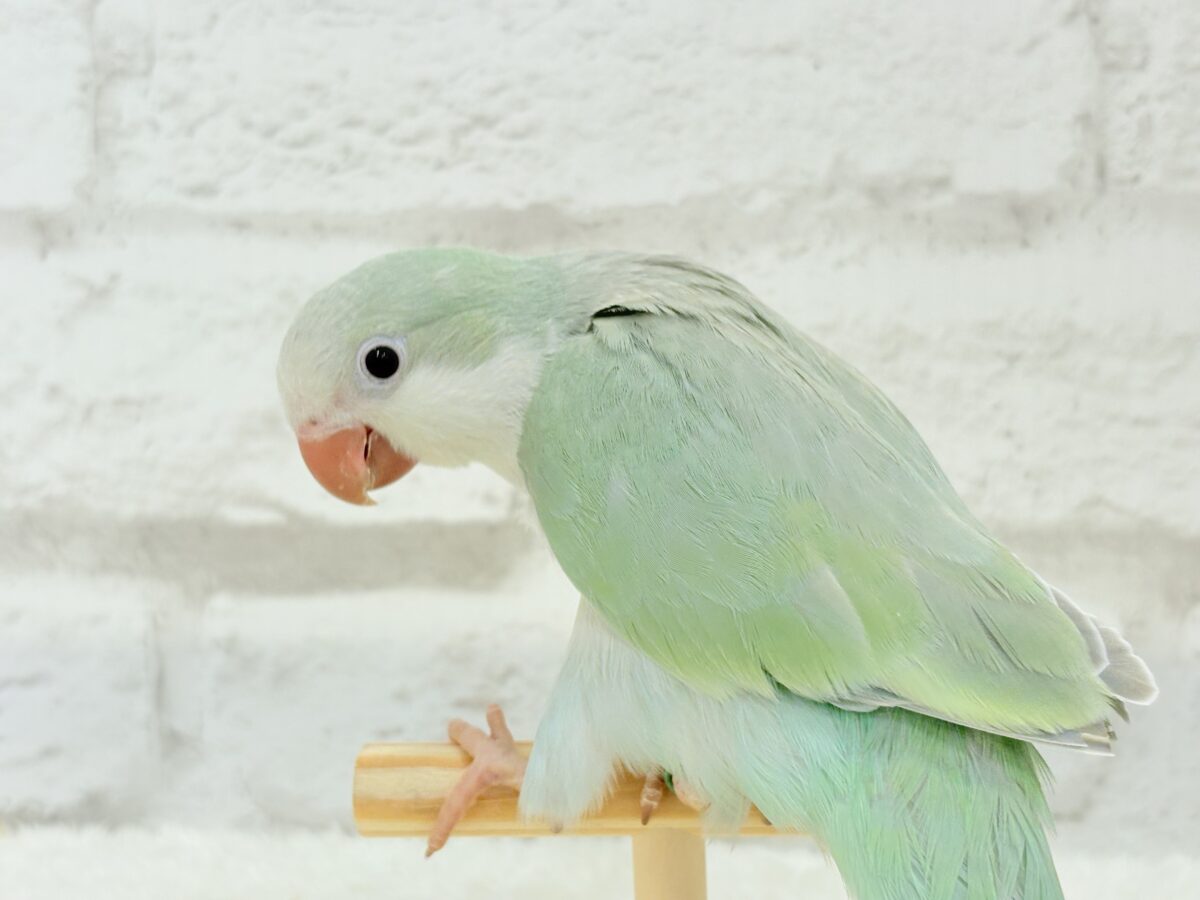 【最新画像更新🪄もうすぐひとり餌☆】来ったぞ♪来たぞ♬*°青リンゴ🐣🍏🫧オキナインコ(アクアブルーパリド) ヒナ オキナインコ