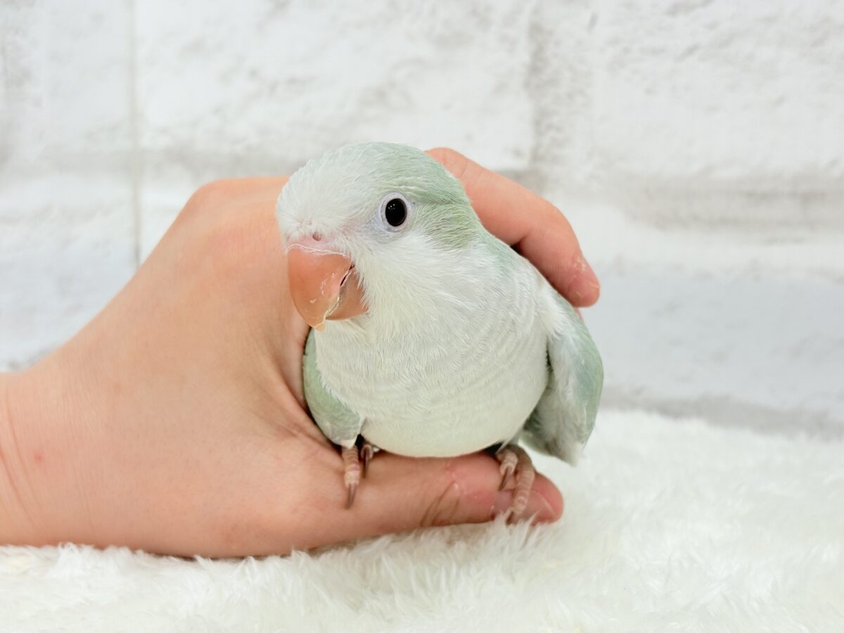 【最新画像更新🪄もうすぐひとり餌☆】来ったぞ♪来たぞ♬*°青リンゴ🐣🍏🫧オキナインコ(アクアブルーパリド) ヒナ オキナインコ