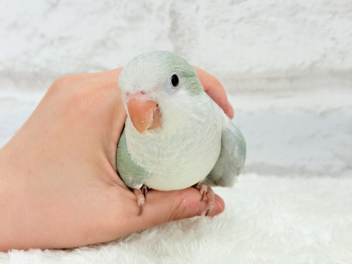 【最新画像更新🪄もうすぐひとり餌☆】来ったぞ♪来たぞ♬*°青リンゴ🐣🍏🫧オキナインコ(アクアブルーパリド) ヒナ オキナインコ