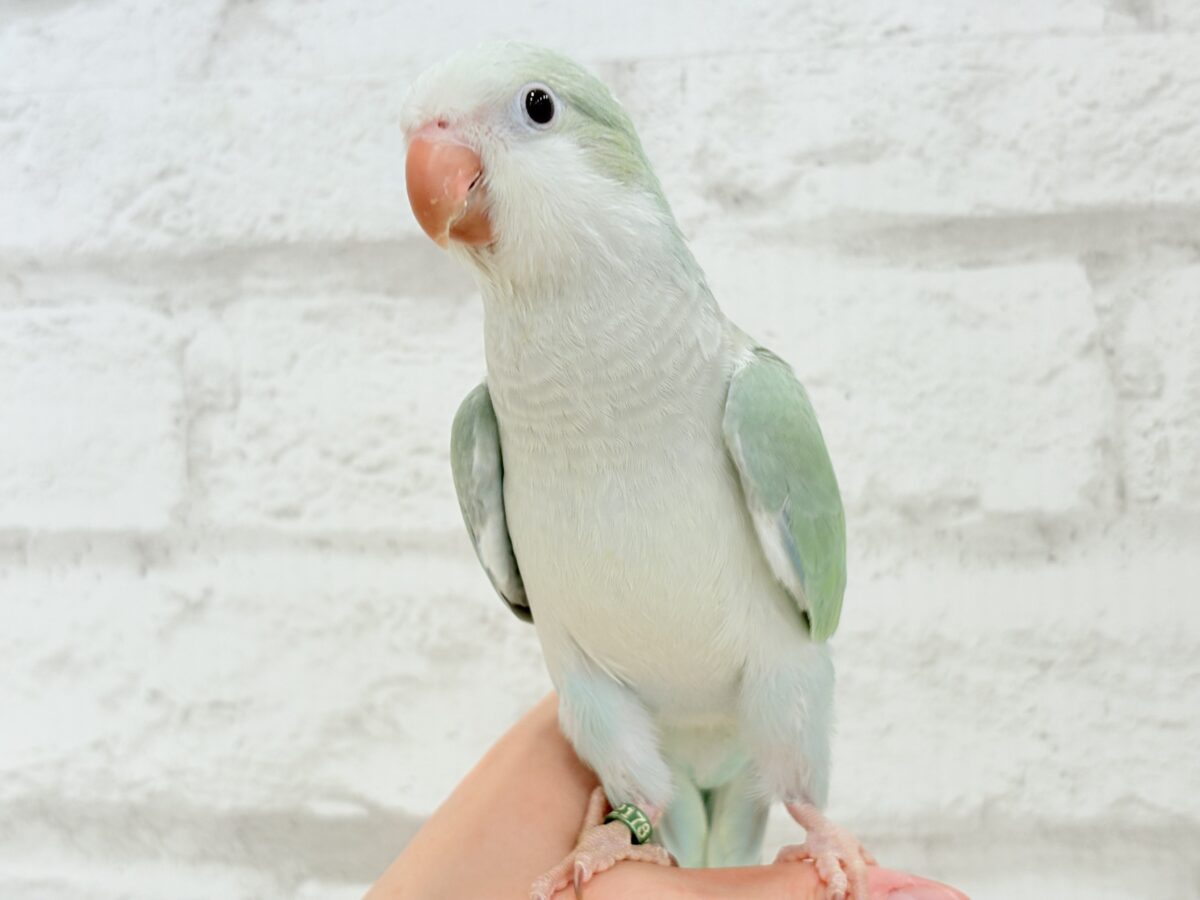 【最新画像更新🪄もうすぐひとり餌☆】来ったぞ♪来たぞ♬*°青リンゴ🐣🍏🫧オキナインコ(アクアブルーパリド) ヒナ オキナインコ