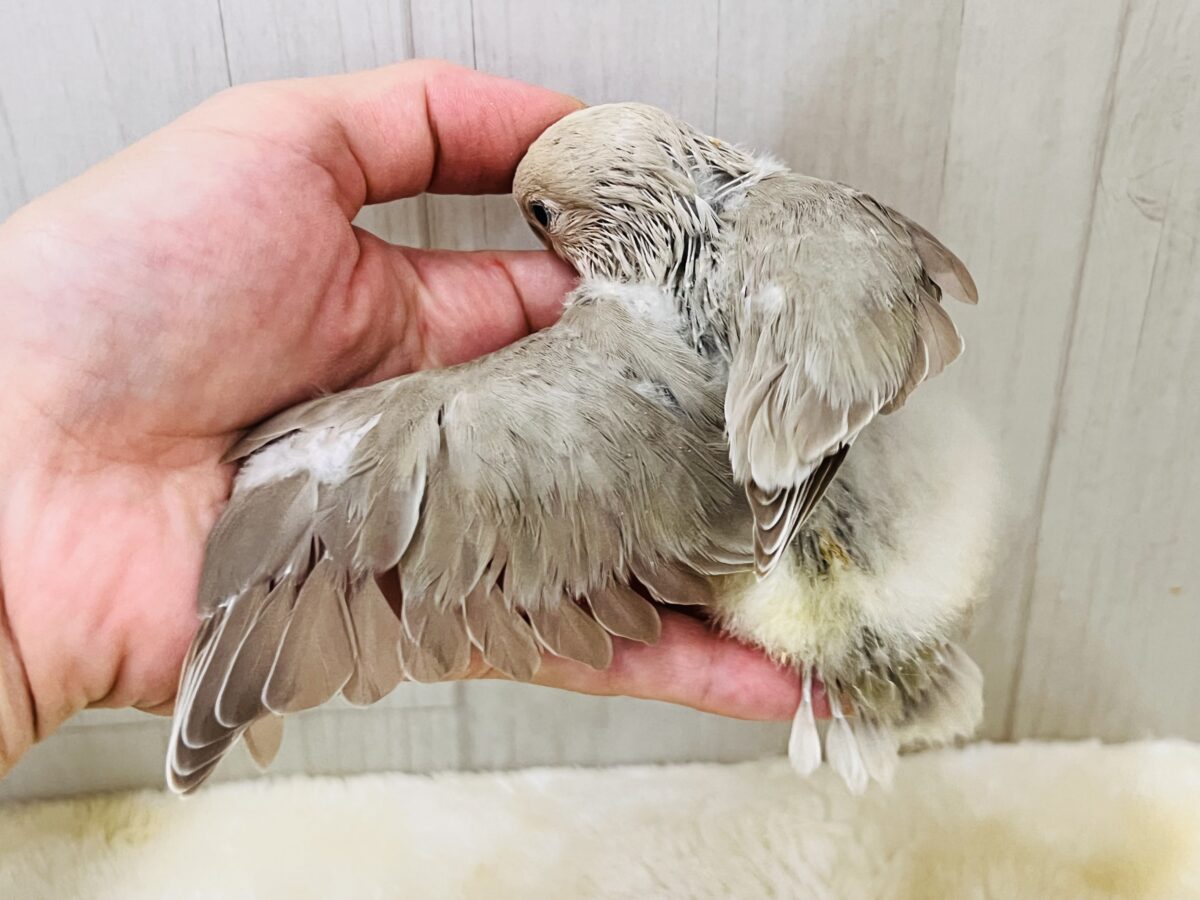 コザクラインコ（小桜インコ）