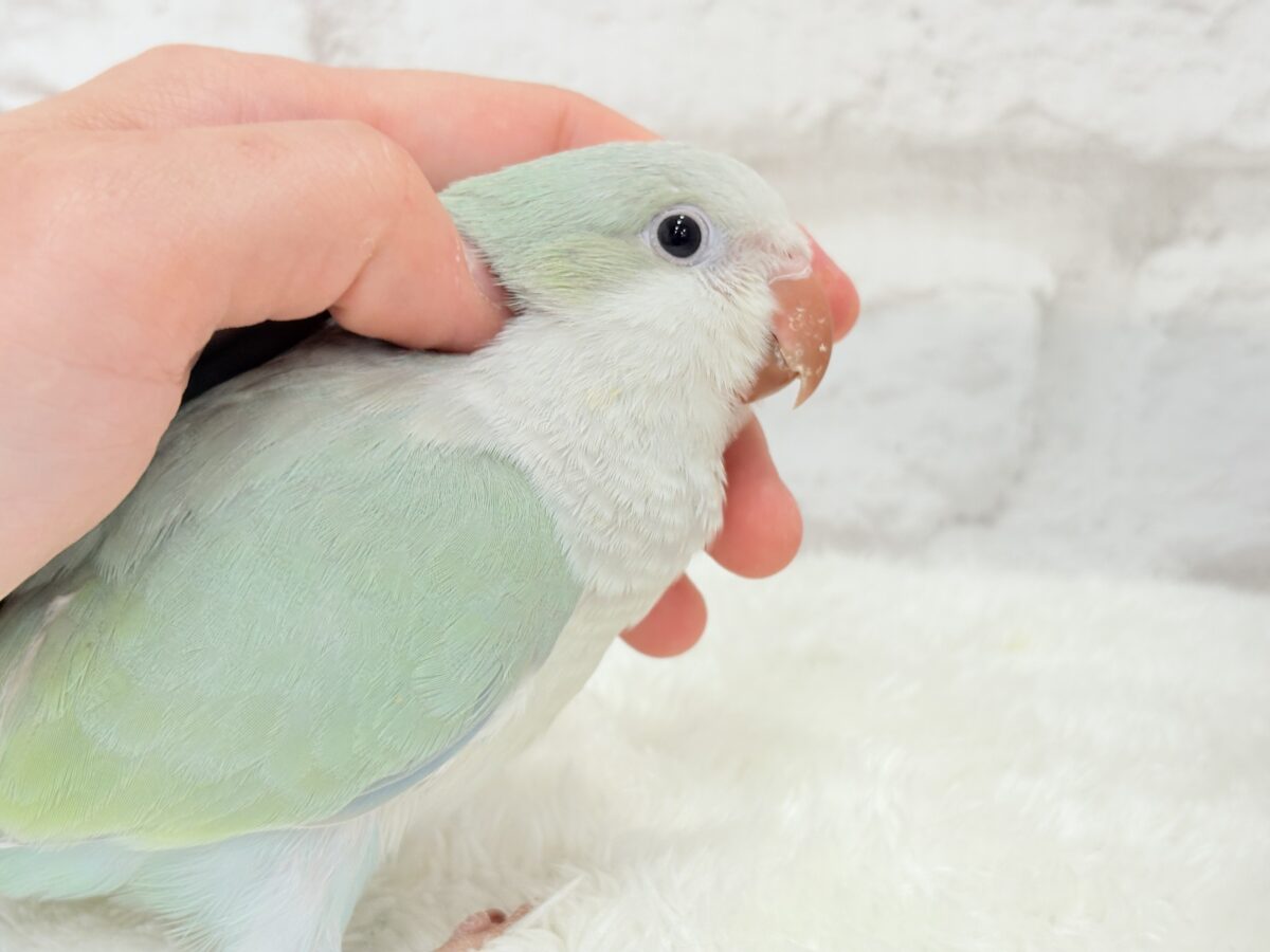オキナインコ