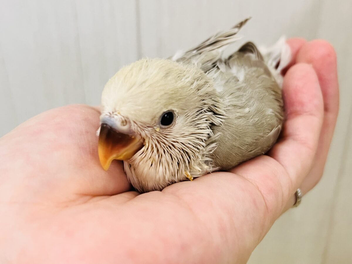 コザクラインコ（小桜インコ）