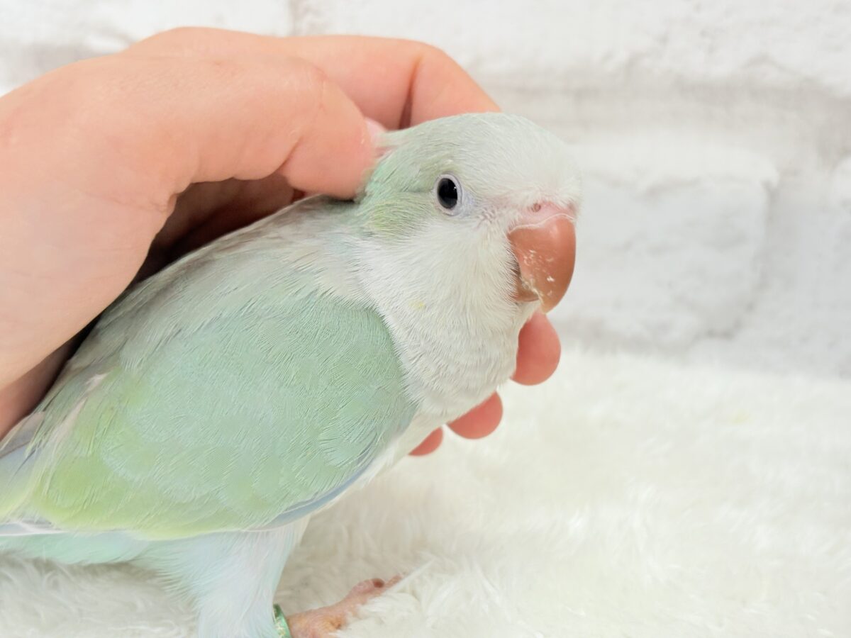 オキナインコ