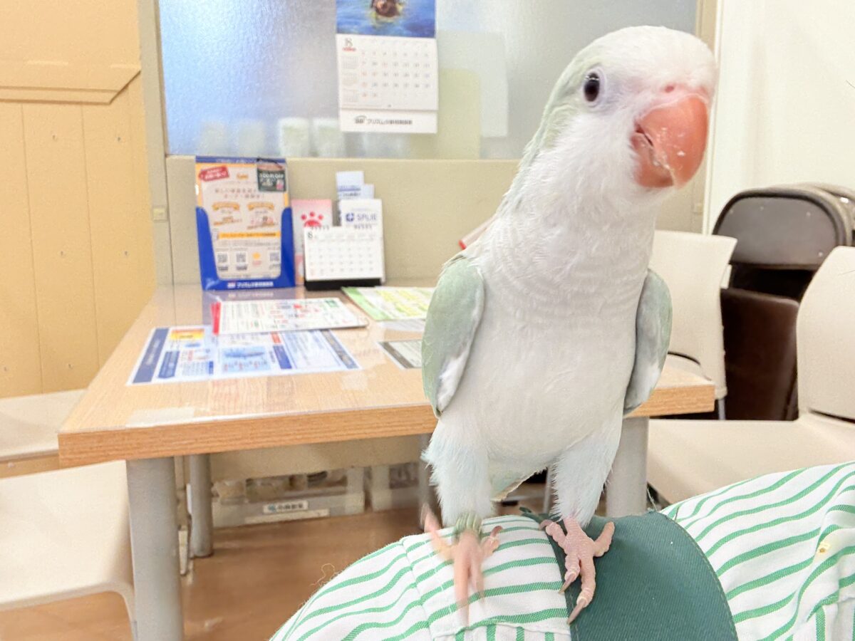 【最新画像更新🪄もうすぐひとり餌☆】来ったぞ♪来たぞ♬*°青リンゴ🐣🍏🫧オキナインコ(アクアブルーパリド) ヒナ オキナインコ