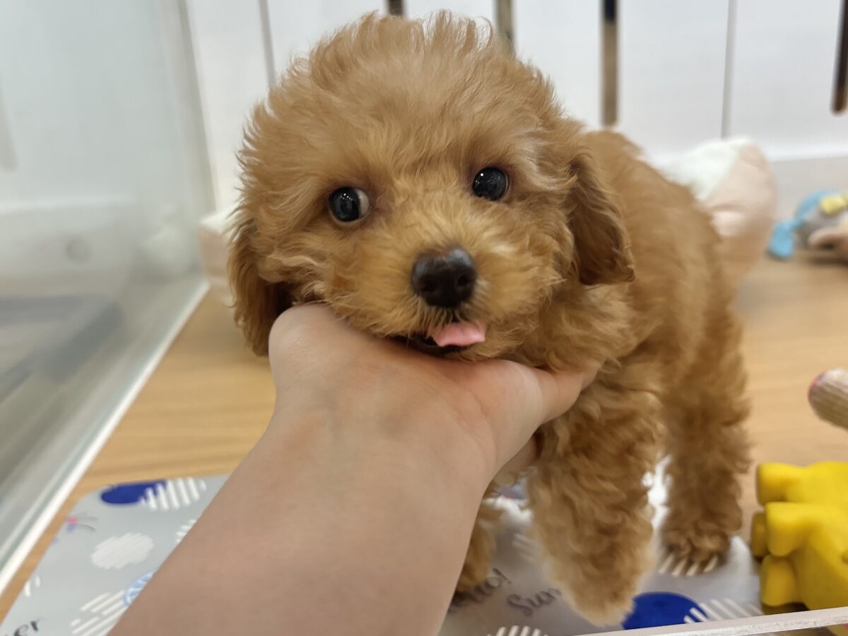 超ホヤホヤ最新画像✨私の愛の叫びを受け止めて〜♥トイプードルちゃん! トイプードル