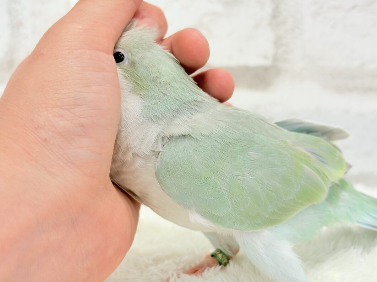 【最新画像更新🪄もうすぐひとり餌☆】来ったぞ♪来たぞ♬*°青リンゴ🐣🍏🫧オキナインコ(アクアブルーパリド) ヒナ オキナインコ