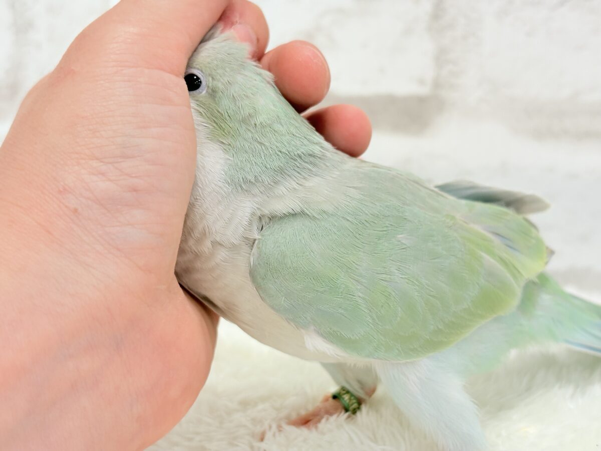 オキナインコ