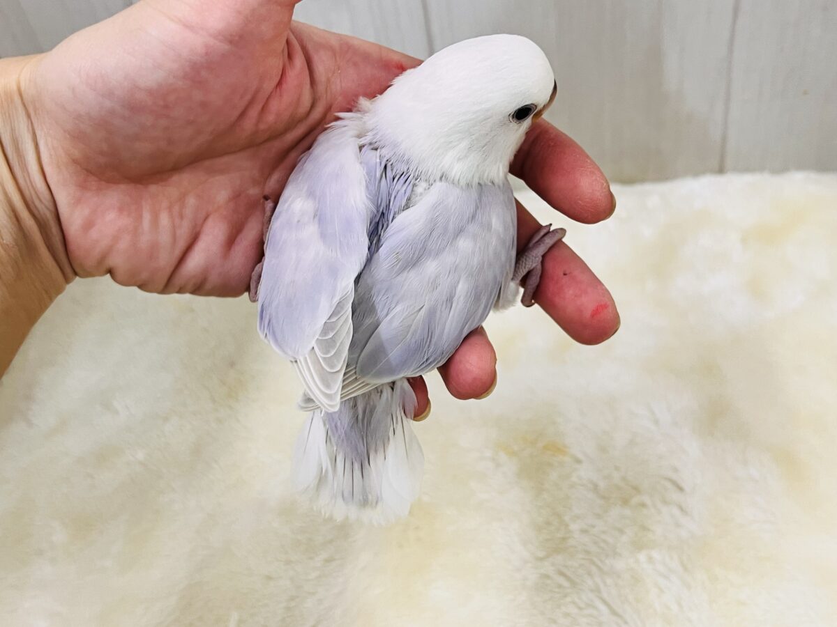 ラベンダー畑の妖精の🧚小桜インコのレアカラーですよ🩵 コザクラインコ(小桜インコ)
