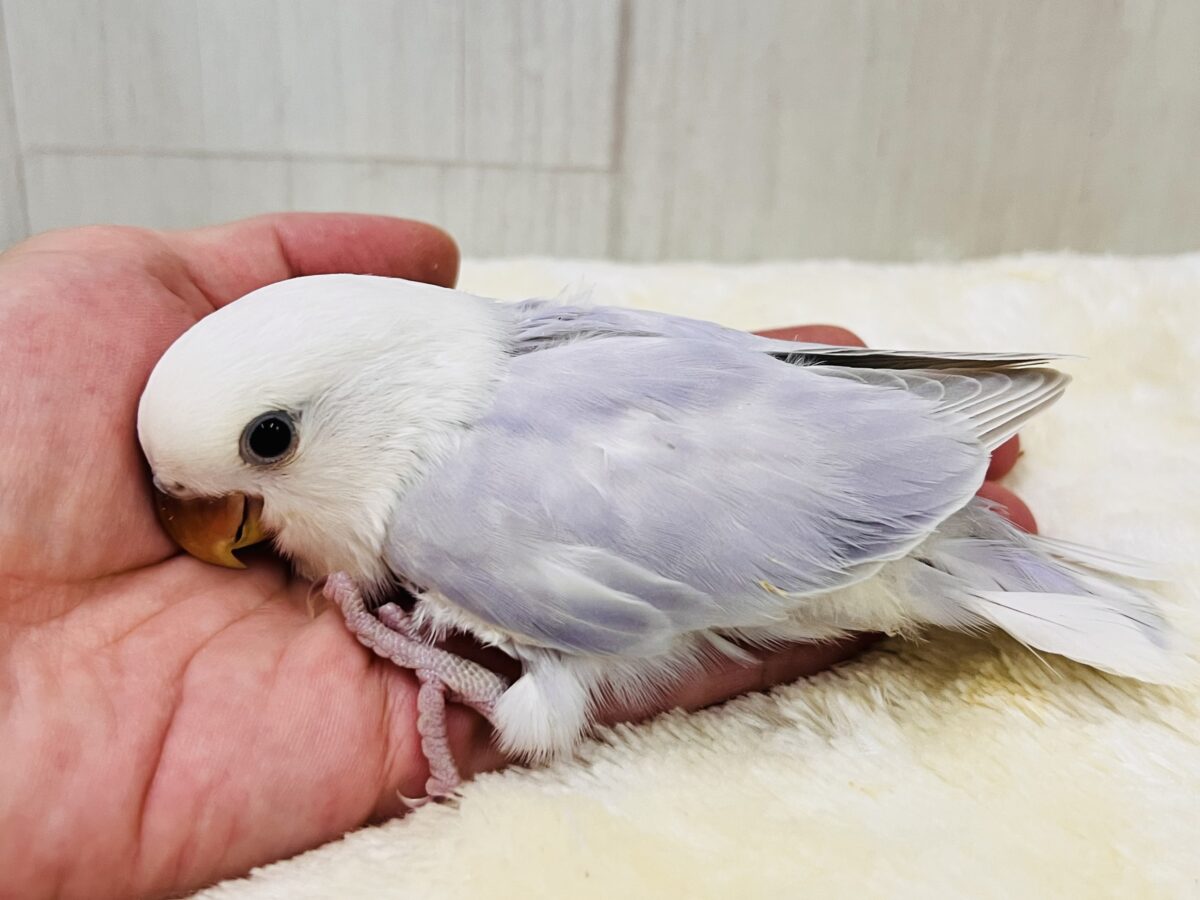ラベンダー畑の妖精の🧚小桜インコのレアカラーですよ🩵 コザクラインコ(小桜インコ)