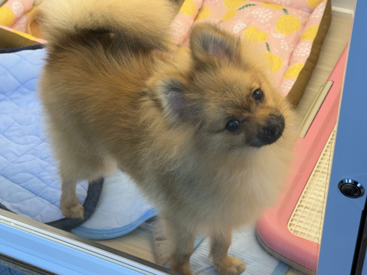 最新画像更新✨誘われたらサイゴ♬♪その、ポメすまいるーー ポメラニアン 男のコ~~ ポメラニアン