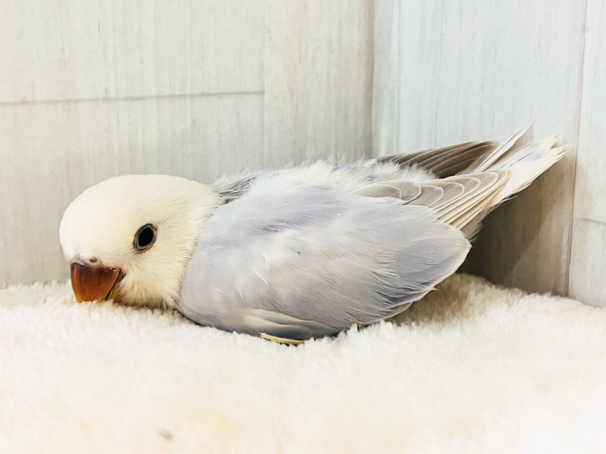 ラベンダー畑の妖精の🧚小桜インコのレアカラーですよ🩵 コザクラインコ(小桜インコ)