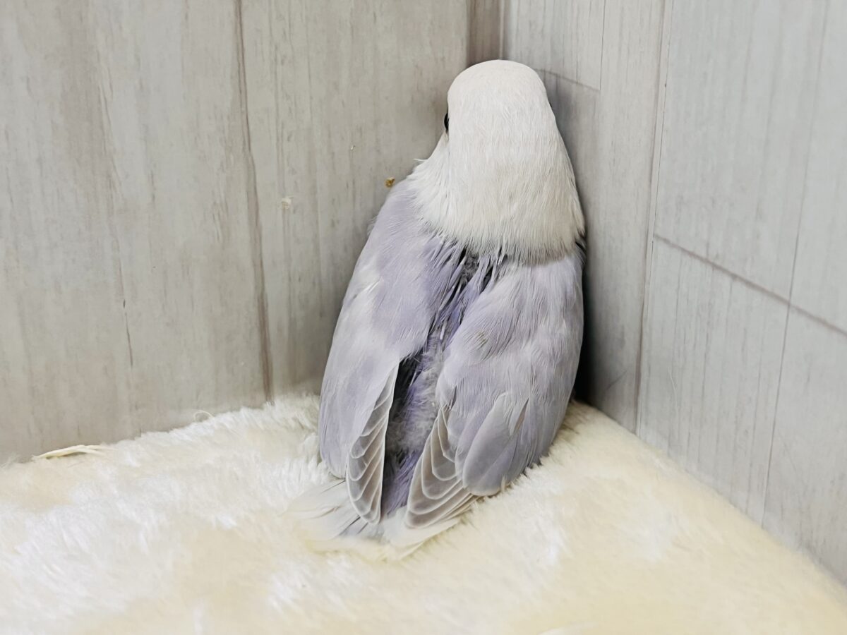 ラベンダー畑の妖精の🧚小桜インコのレアカラーですよ🩵 コザクラインコ(小桜インコ)