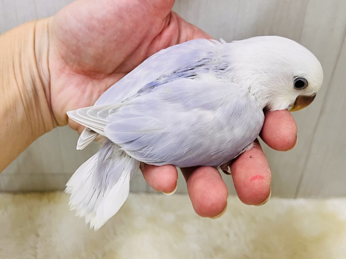 ラベンダー畑の妖精の🧚小桜インコのレアカラーですよ🩵 コザクラインコ(小桜インコ)