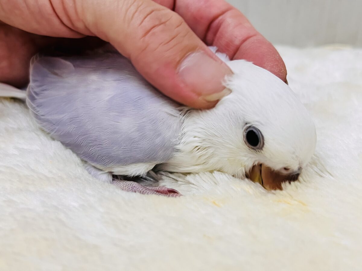 コザクラインコ（小桜インコ）