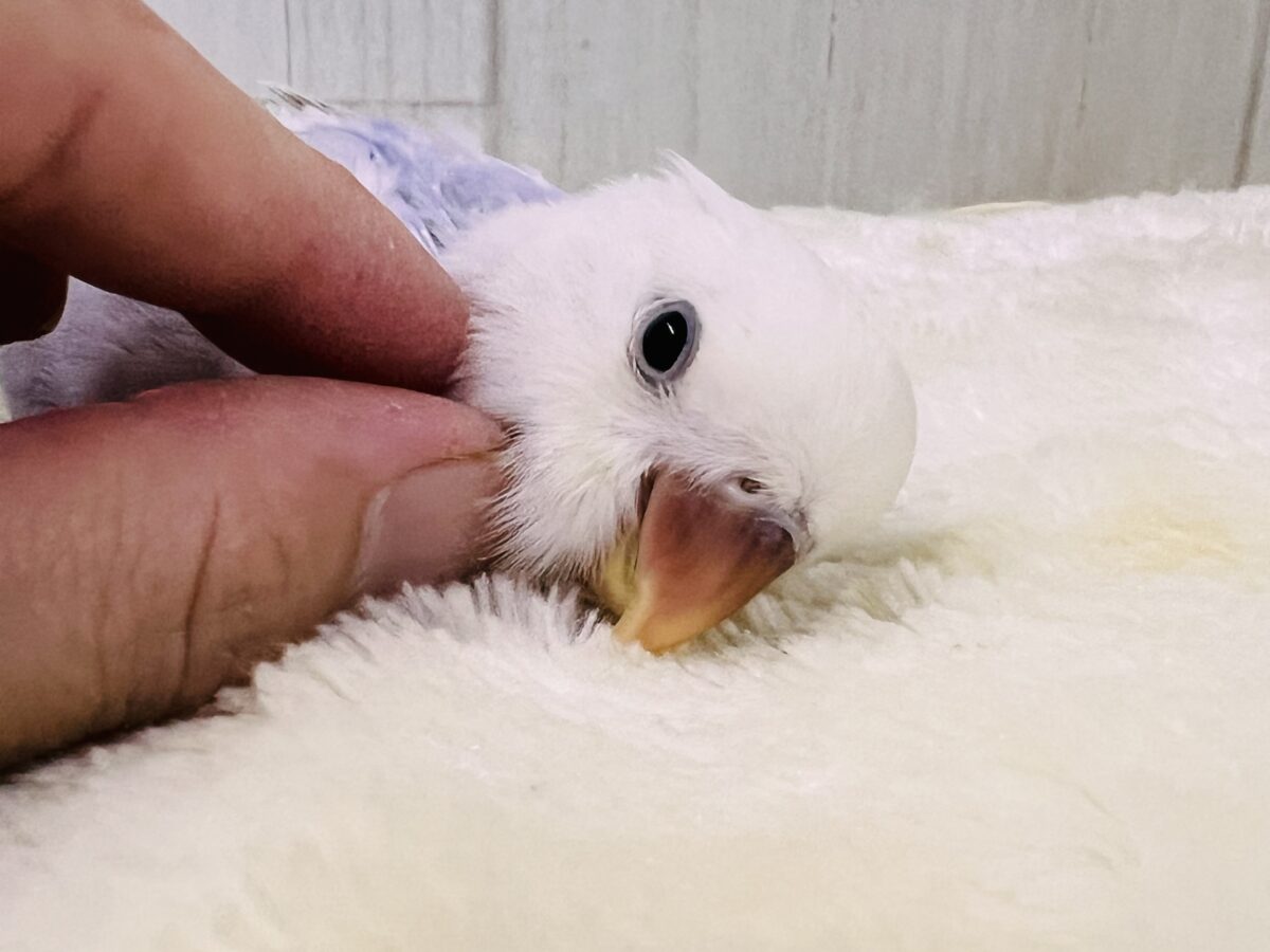 ラベンダー畑の妖精の🧚小桜インコのレアカラーですよ🩵 コザクラインコ(小桜インコ)