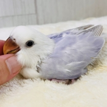 ラベンダー畑の妖精の🧚小桜インコのレアカラーですよ🩵