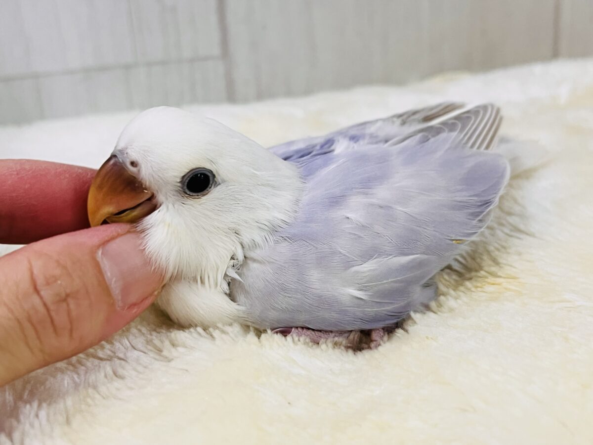 ラベンダー畑の妖精の🧚小桜インコのレアカラーですよ🩵