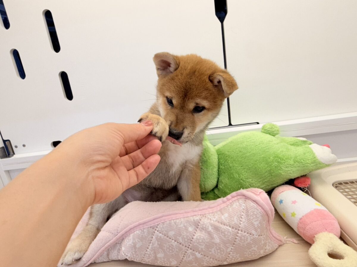七夕産まれの織姫ちゃん💕✨柴犬の女の子🐕 柴犬