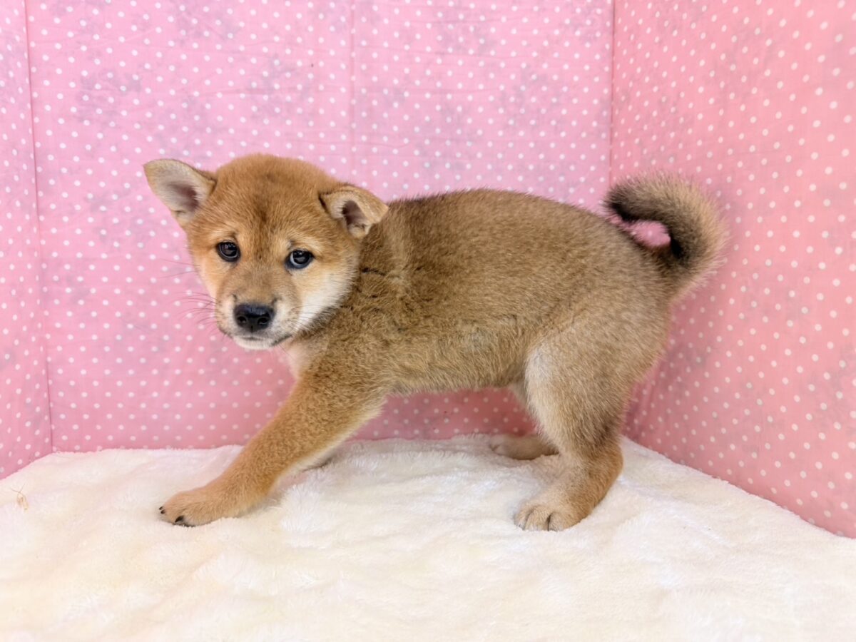 七夕産まれの織姫ちゃん💕✨柴犬の女の子🐕 柴犬