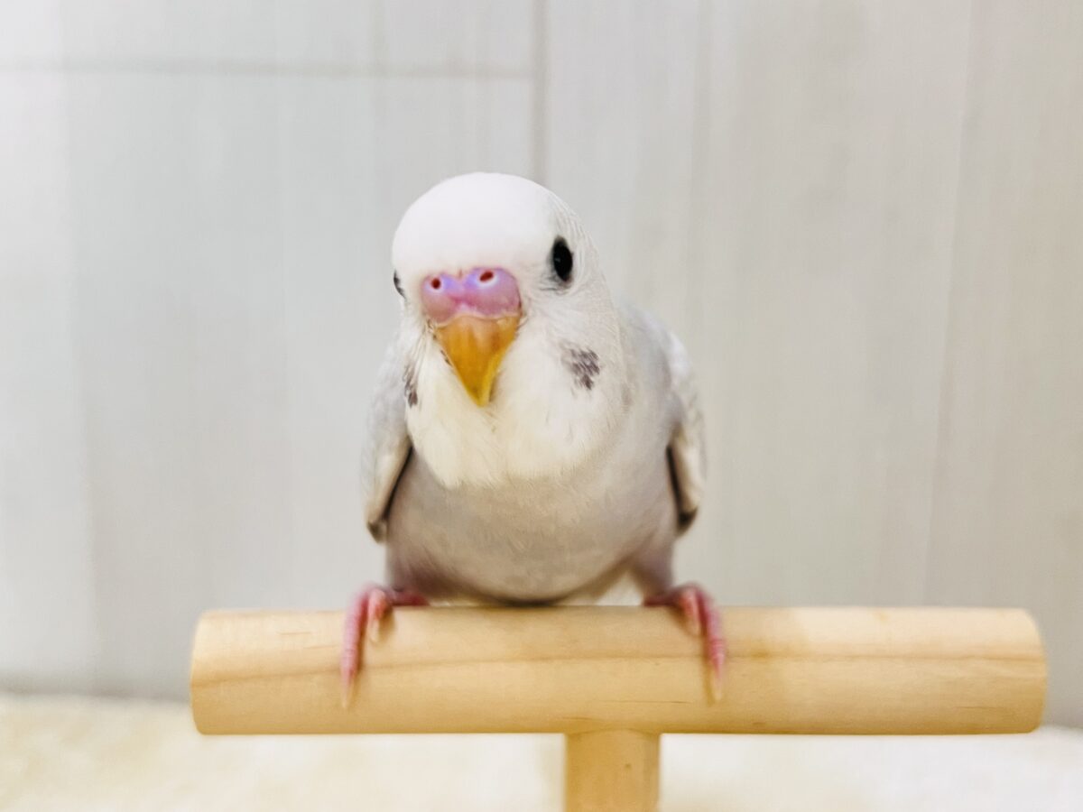 画像更新☆らららぁ〜ライっ♫ セキセイインコ ライラック~~ セキセイインコ
