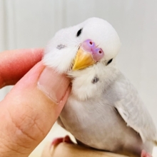 画像更新☆らららぁ〜ライっ♫　セキセイインコ　ライラック～～