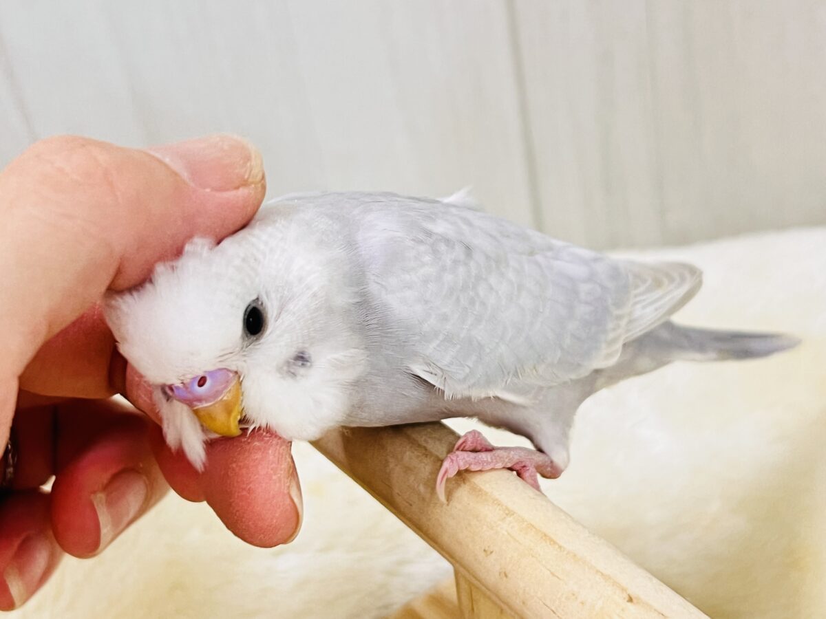 画像更新☆らららぁ〜ライっ♫ セキセイインコ ライラック~~ セキセイインコ
