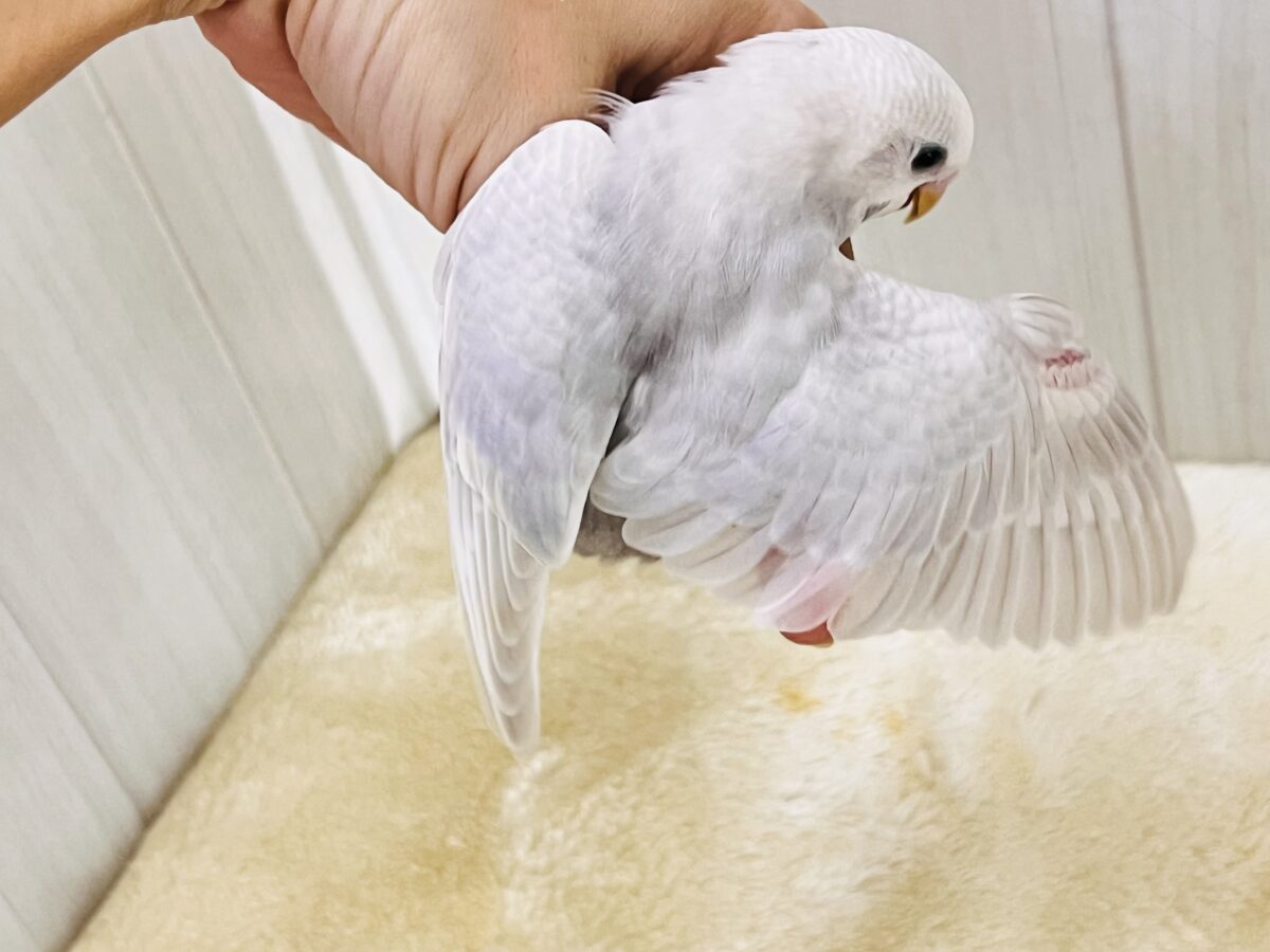 画像更新☆らららぁ〜ライっ♫ セキセイインコ ライラック~~ セキセイインコ