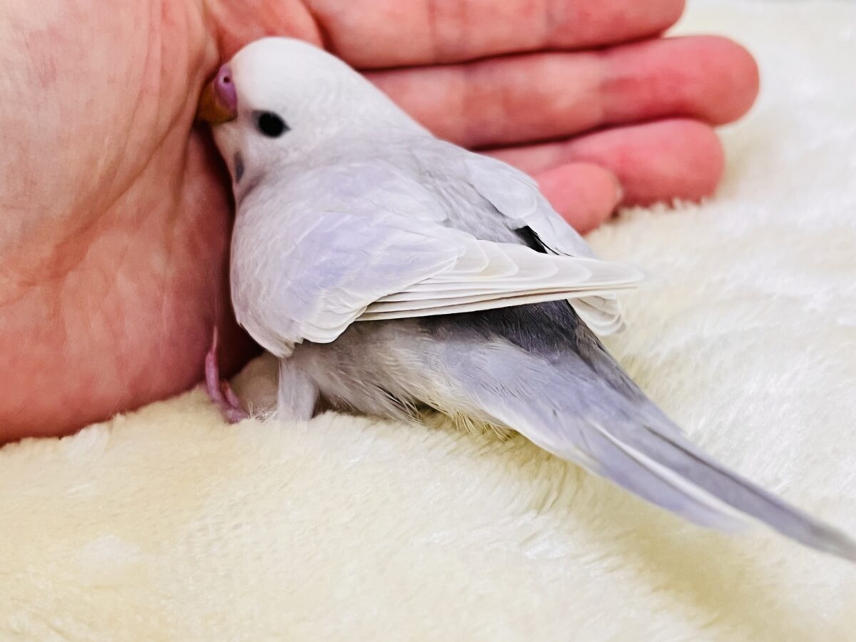 画像更新☆らららぁ〜ライっ♫ セキセイインコ ライラック~~ セキセイインコ
