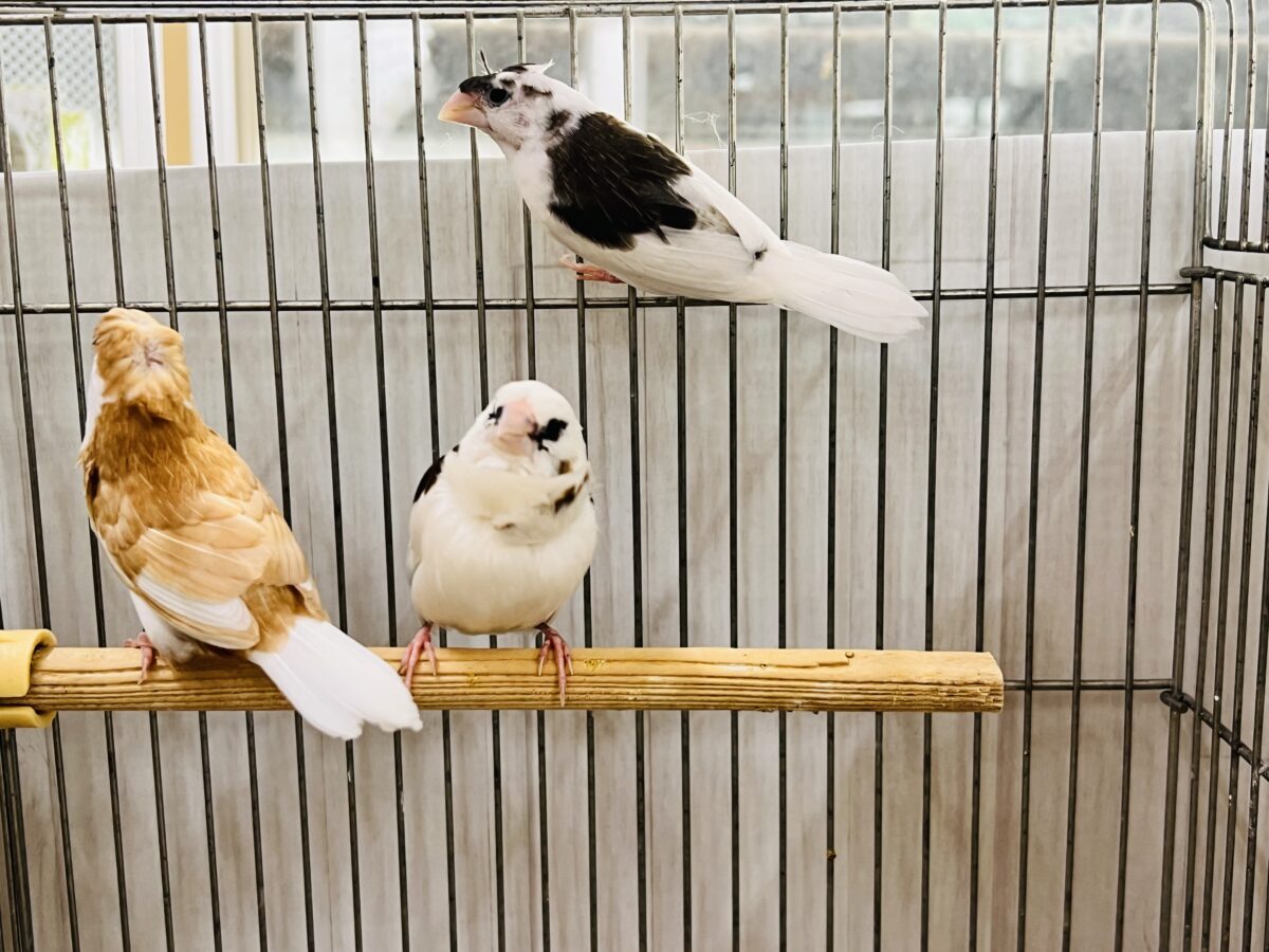 新たに仲間入り!!個性あふれる芸物十姉妹〜!!✨ 芸物ジュウシマツ