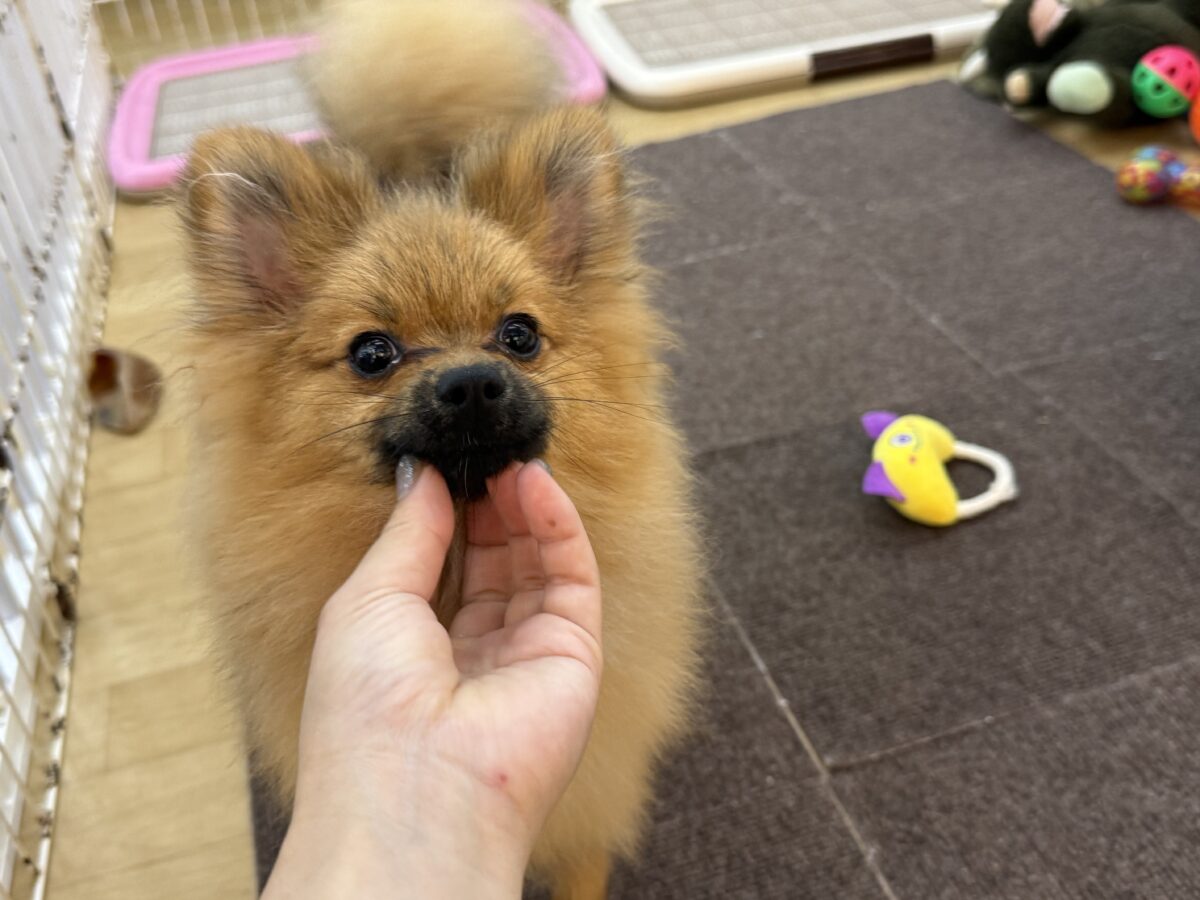 最新画像更新✨誘われたらサイゴ♬♪その、ポメすまいるーー ポメラニアン 男のコ~~ ポメラニアン