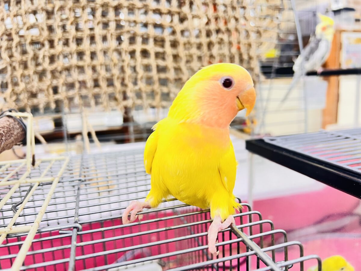 コザクラインコ（小桜インコ）