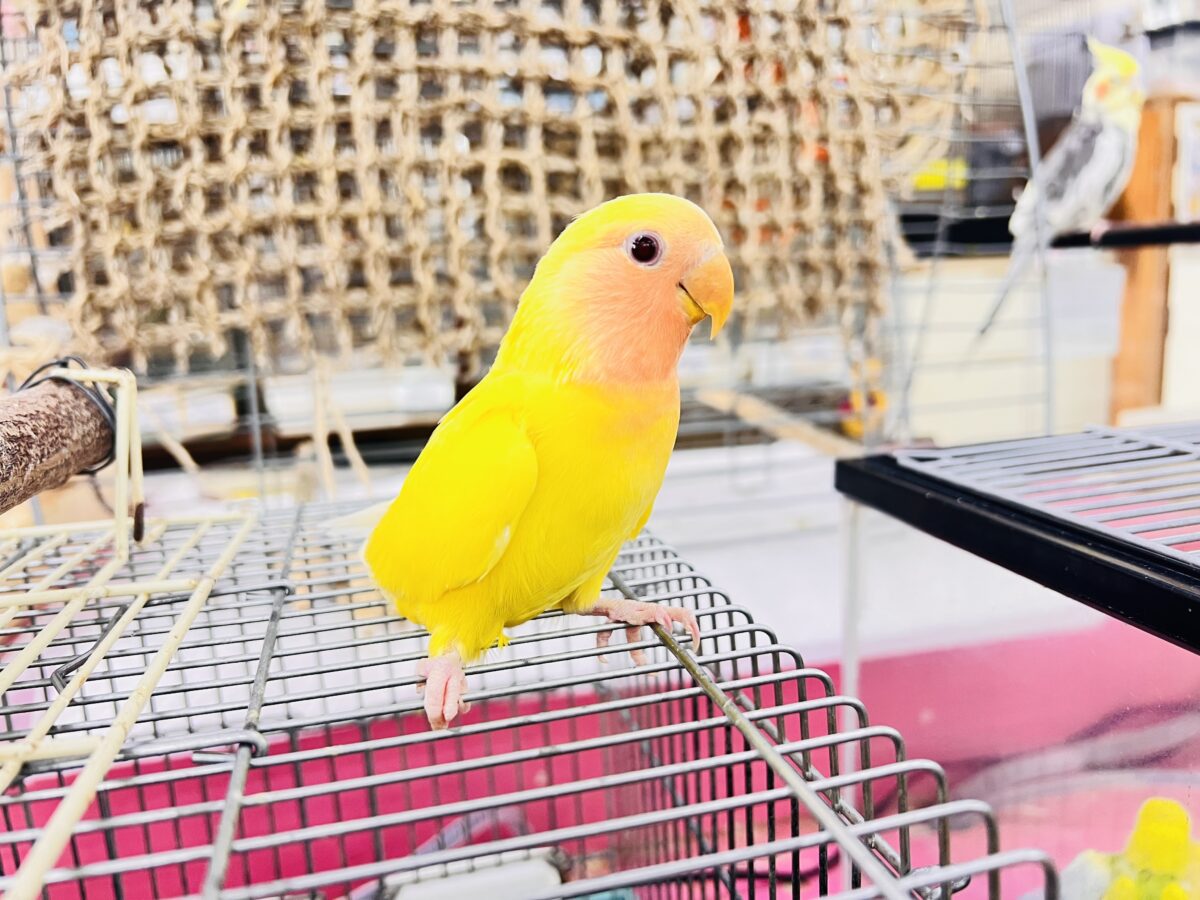 コザクラインコ（小桜インコ）