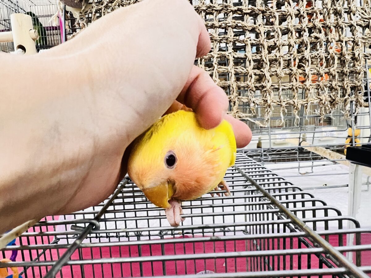 画像更新✨ピッカピカのぴよぴよ🎒💛小桜インコのルチノーカラー入舎しました! コザクラインコ(小桜インコ)