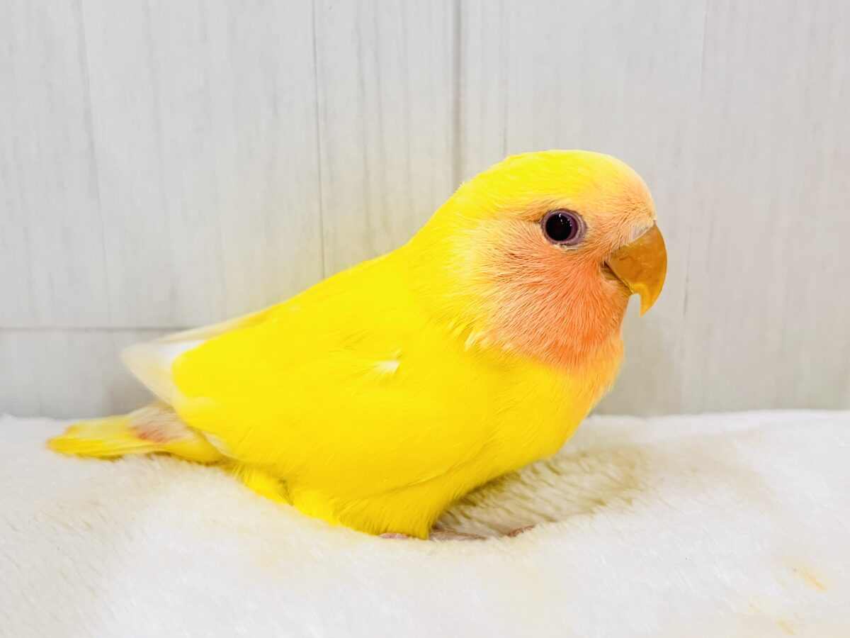 コザクラインコ（小桜インコ）