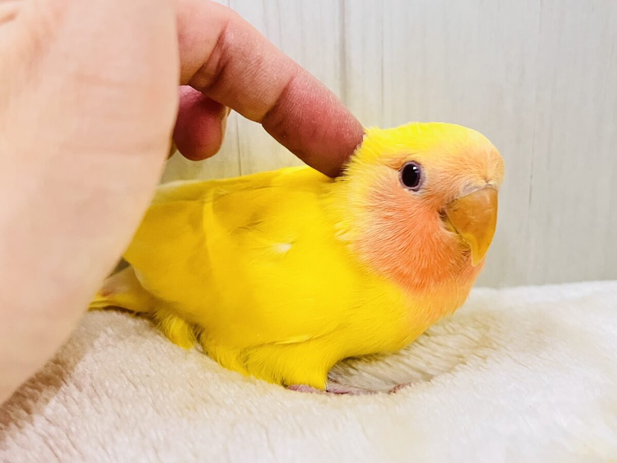 コザクラインコ（小桜インコ）