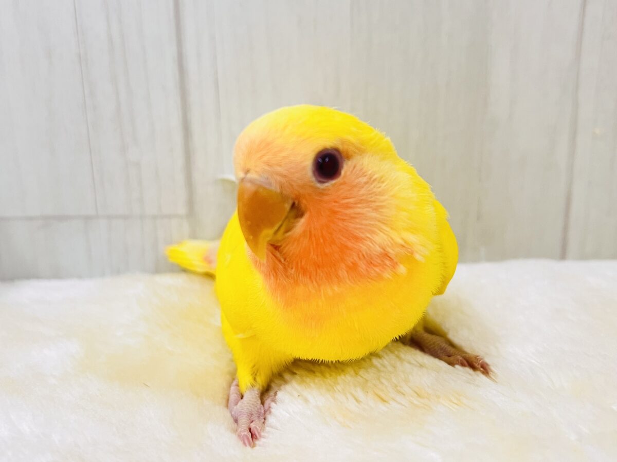 コザクラインコ（小桜インコ）