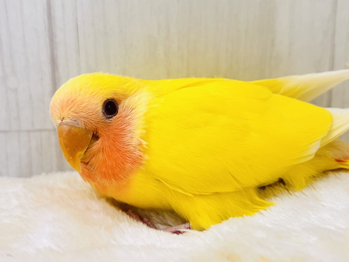 コザクラインコ（小桜インコ）