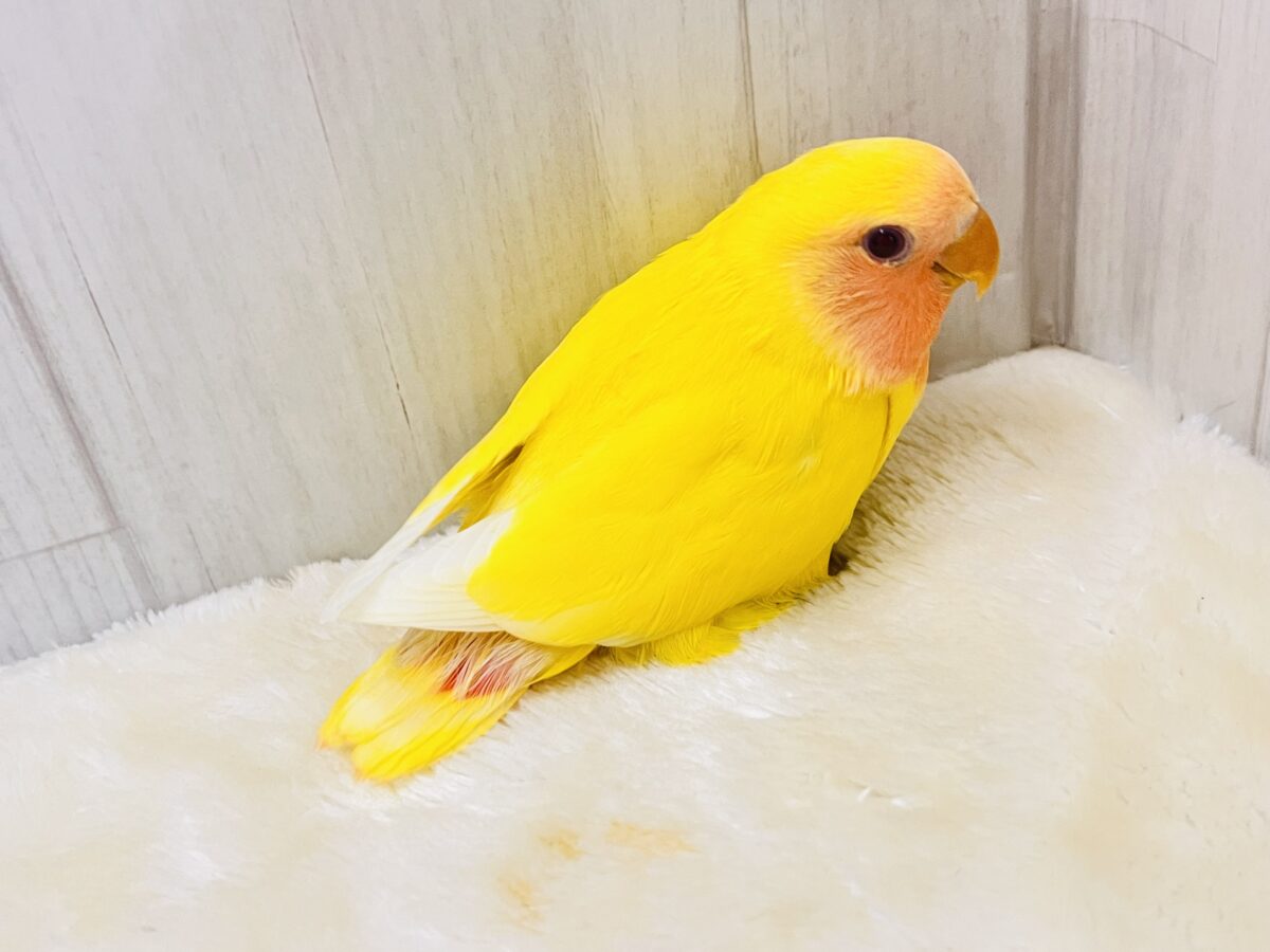 画像更新✨ピッカピカのぴよぴよ🎒💛小桜インコのルチノーカラー入舎しました! コザクラインコ(小桜インコ)